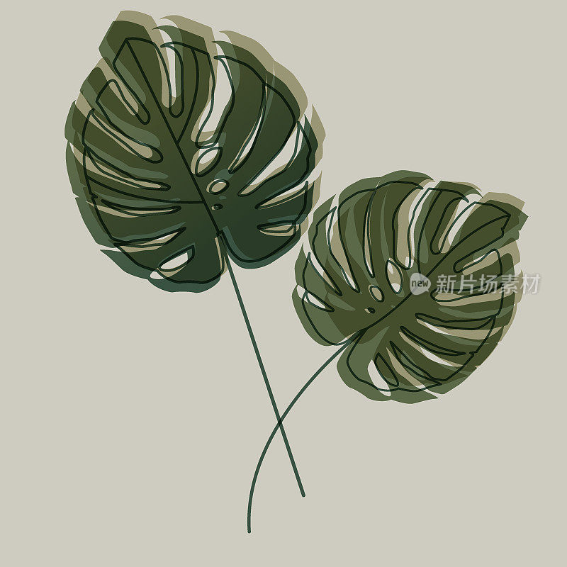 Monstera deliciosa热带叶背景